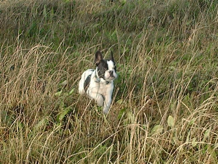 Fransk bulldog BOSSE billede 8