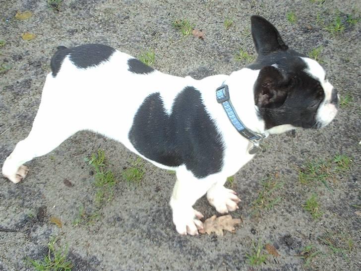 Fransk bulldog BOSSE billede 9