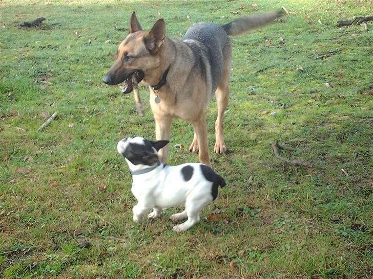 Fransk bulldog BOSSE - Jeg har den.....øhh næsten da:) billede 10