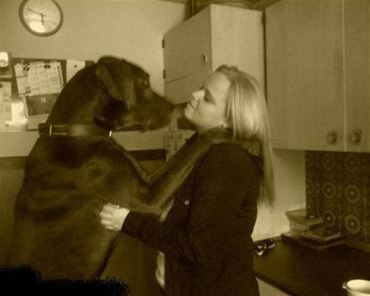 Grand danois ~Chang~ ~Himmelhund~ - mmmmm mys! billede 13