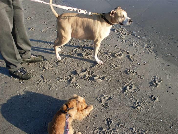 Blanding af racer Minnie 4/10 00 - 21/4 10 billede 8