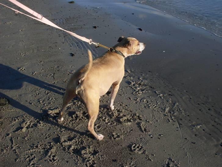 Blanding af racer Minnie 4/10 00 - 21/4 10 billede 9