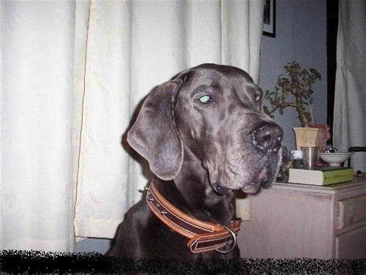 Grand danois ~Chang~ ~Himmelhund~ - uhhh mange år siden... men er jeg ikke en flot dreng... ;) billede 14