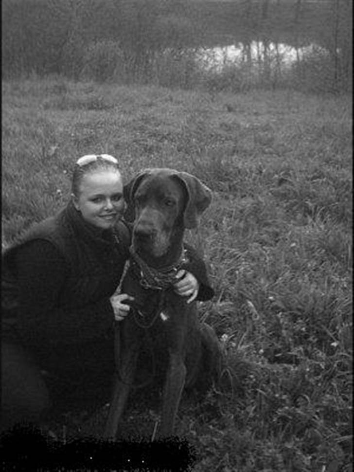 Grand danois ~Chang~ ~Himmelhund~ billede 15