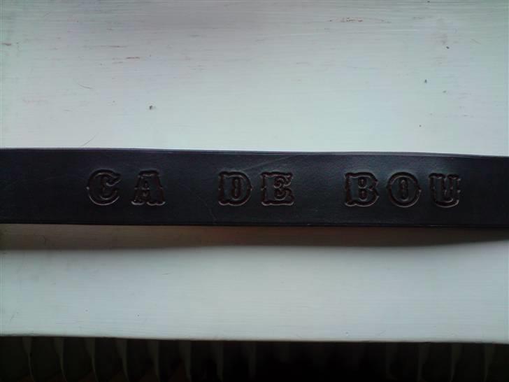Mallorca Mastiff / Ca de Bou Alejo/Hector - et must for en ca de bou billede 14