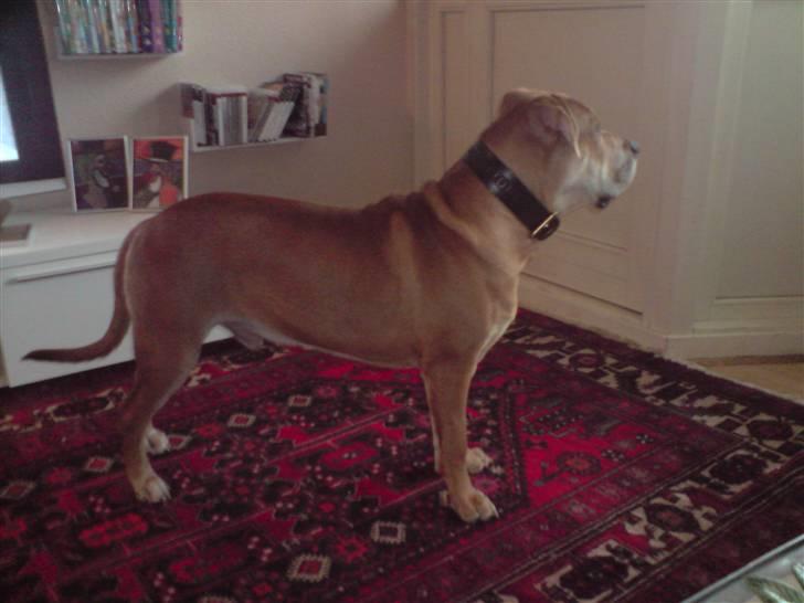 Mallorca Mastiff / Ca de Bou Alejo/Hector - holder vagt for regnen  billede 15