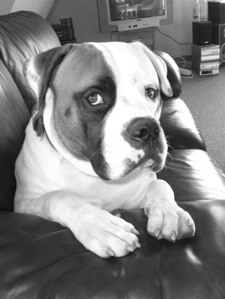 Amerikansk bulldog Hemi - hemi som lille bitte billede 5