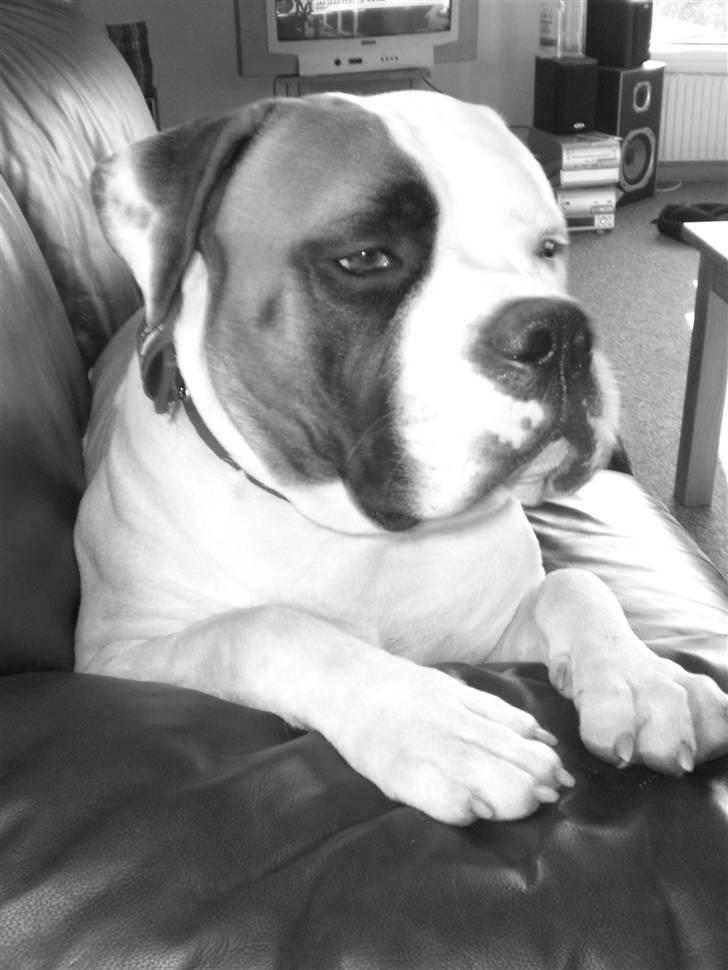 Amerikansk bulldog Hemi - dejlig lille dreng<3 billede 6