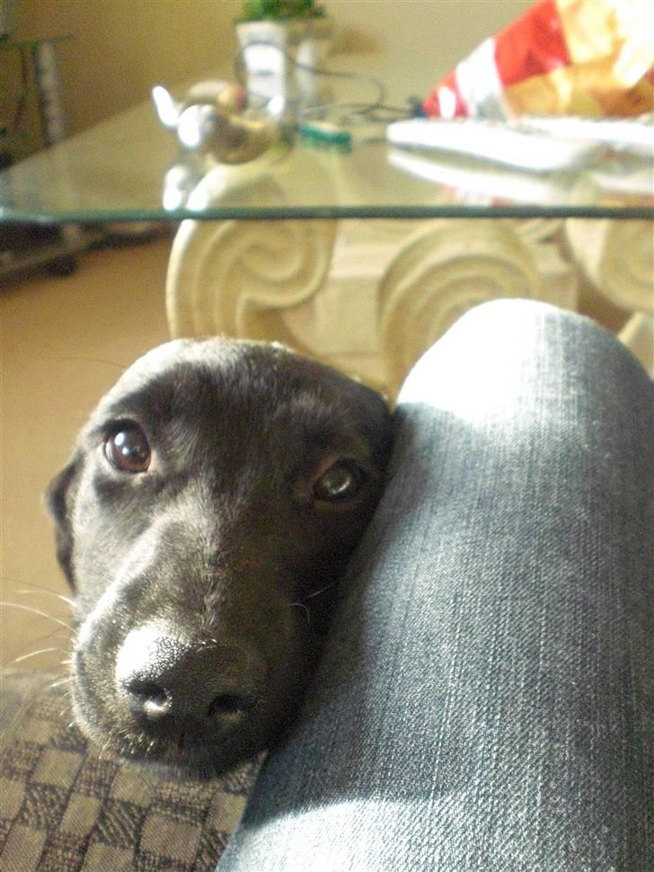 Blanding af racer bibi lige blvet solgt :`( billede 14