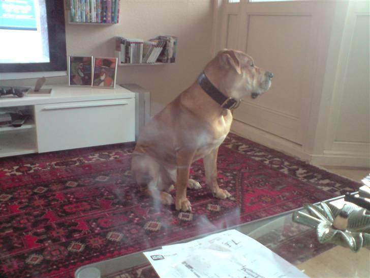 Mallorca Mastiff / Ca de Bou Alejo/Hector - super vagt hund,  billede 16