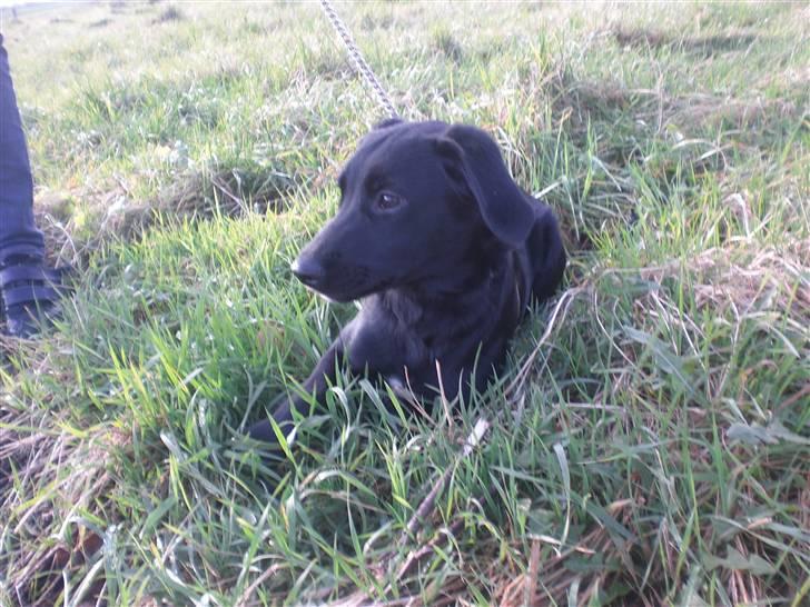 Blanding af racer bibi lige blvet solgt :`( billede 15