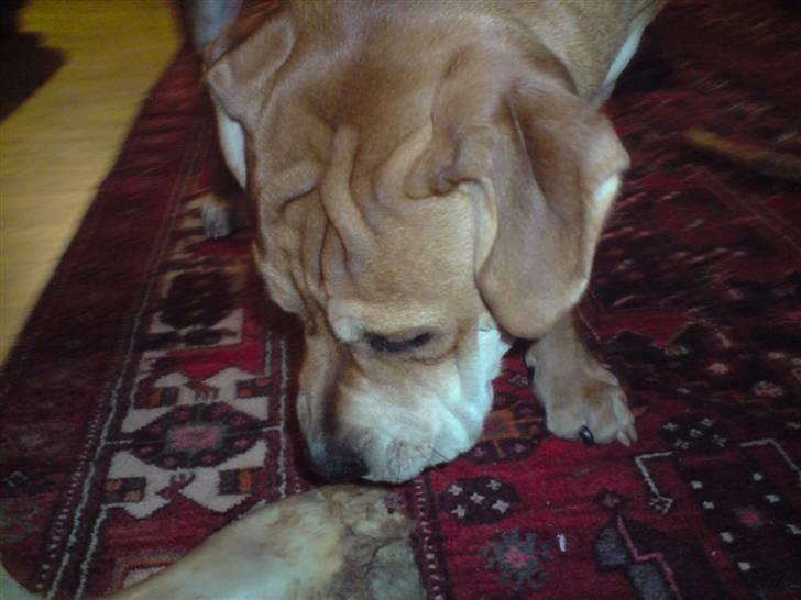 Mallorca Mastiff / Ca de Bou Alejo/Hector - fant lige noget spændene  billede 17