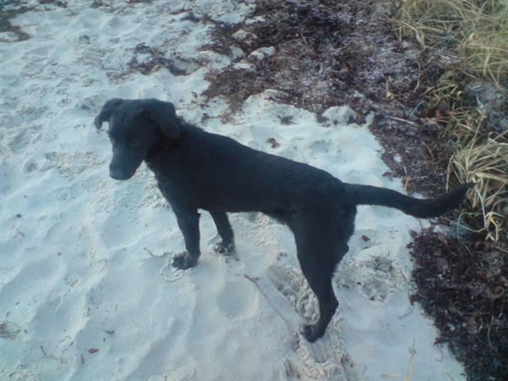 Blanding af racer bibi lige blvet solgt :`( billede 16