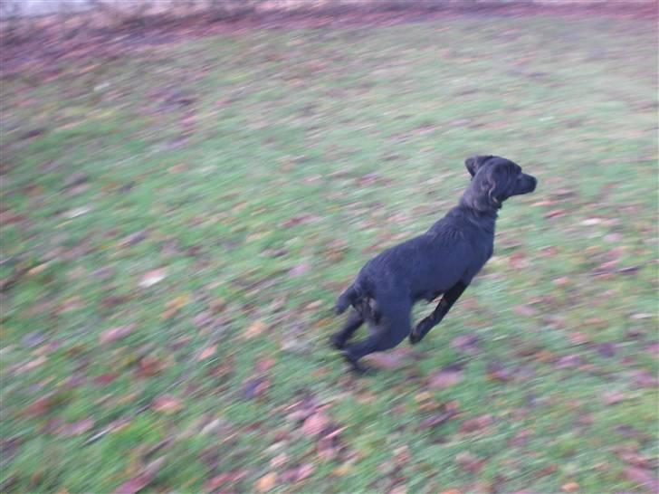 Blanding af racer bibi lige blvet solgt :`( billede 17