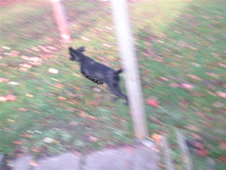 Blanding af racer bibi lige blvet solgt :`( billede 18