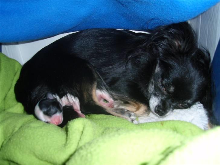 Chihuahua Mulle - Mulle med sin hvalp, 13november 2008 billede 6