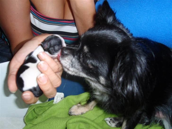 Chihuahua Mulle billede 7