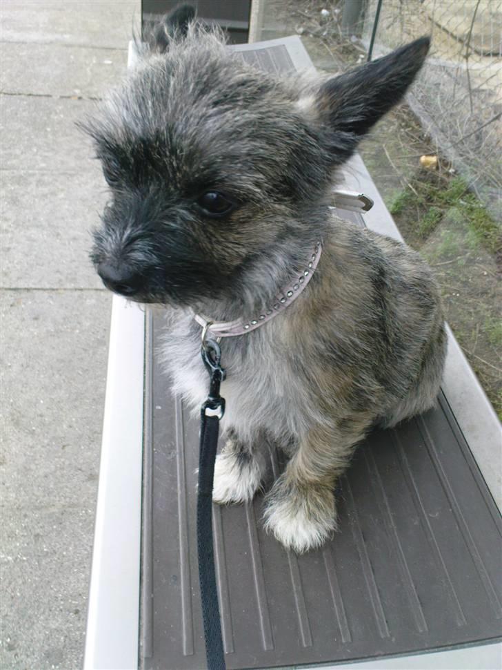 Blanding af racer Fie billede 6