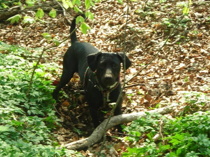 Blanding af racer Kashmir billede 1