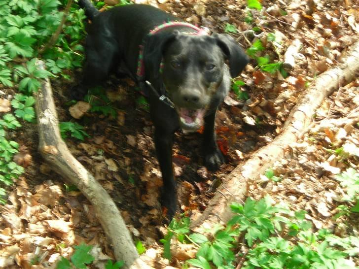 Blanding af racer Kashmir billede 2