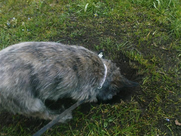 Blanding af racer Fie - ...der er ikke noget bedre end at grave huller... Det er nyttigt... Eller... :P billede 7