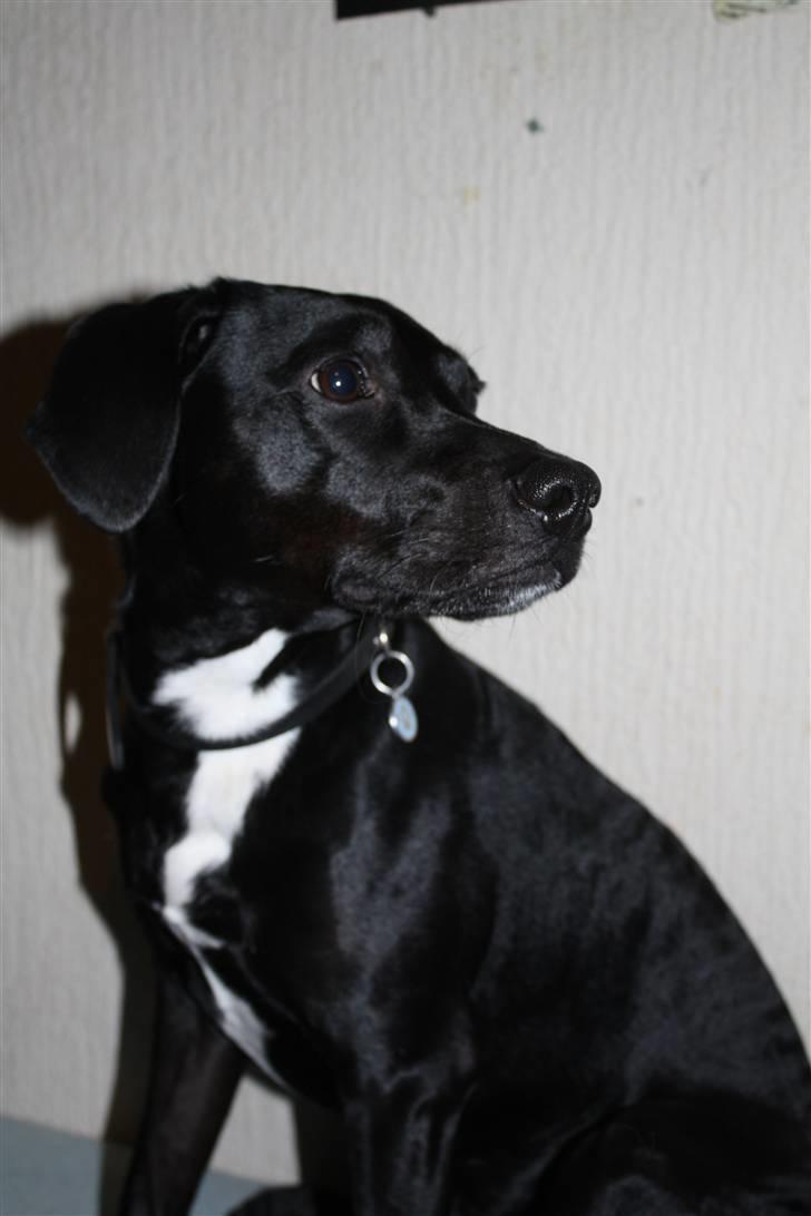 Blanding af racer Kashmir billede 3