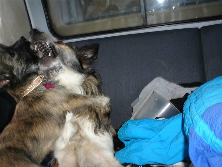 Blanding af racer Fie - ser måske lidt voldsomt ud, men det er kun kærligt ment.. Det er Fie´s absolutte yndlings legeven! De elsker virkelig hinanden. Fie elsker når hun kan komme på job med Nell, som er fårehund!  billede 8