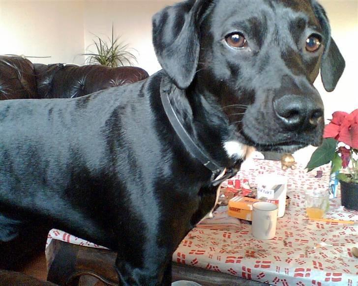 Blanding af racer Kashmir billede 4