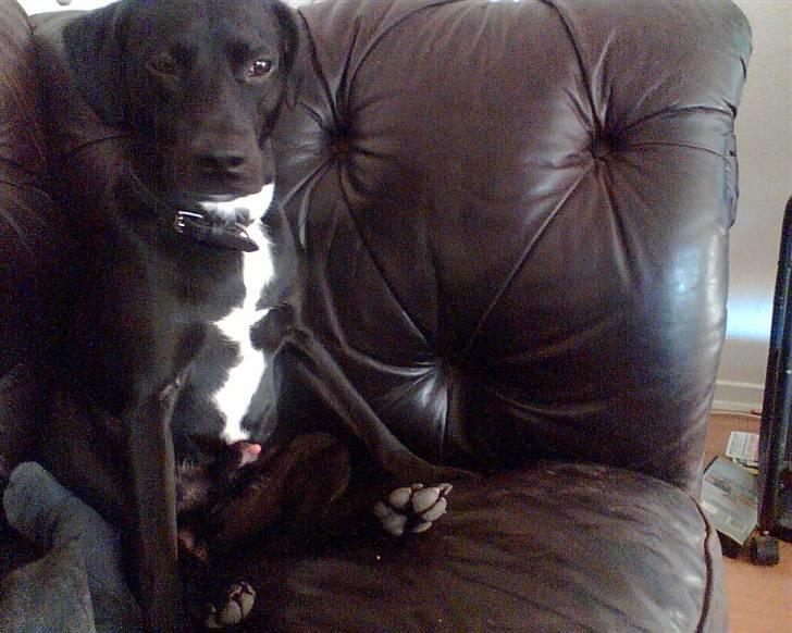 Blanding af racer Kashmir billede 5