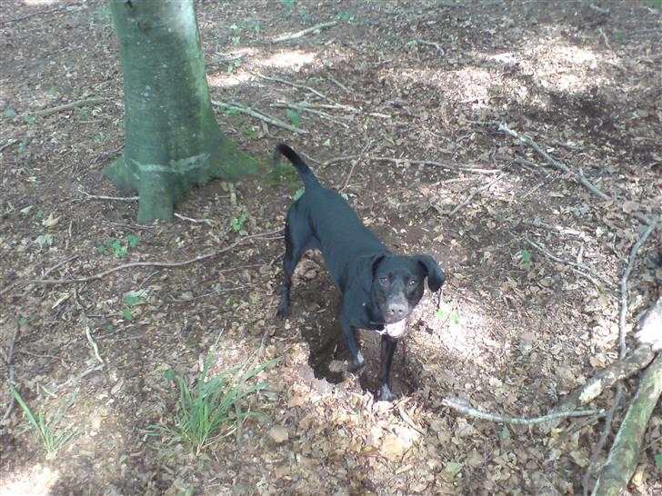 Blanding af racer Kashmir billede 6