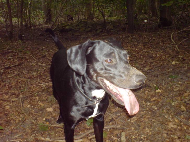 Blanding af racer Kashmir billede 7