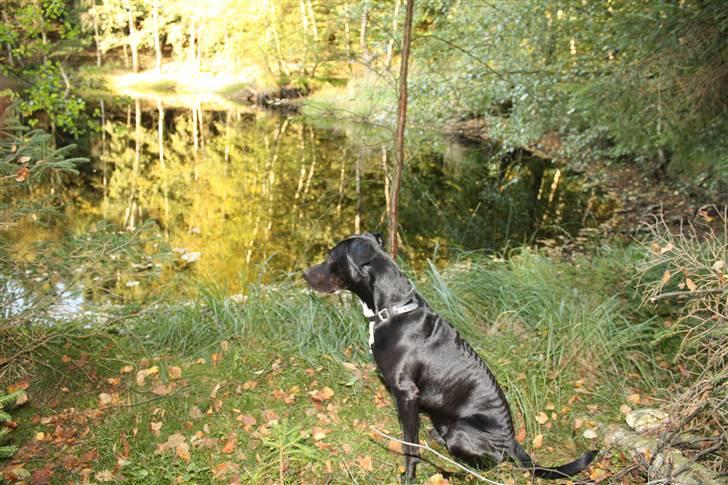 Blanding af racer Kashmir billede 8