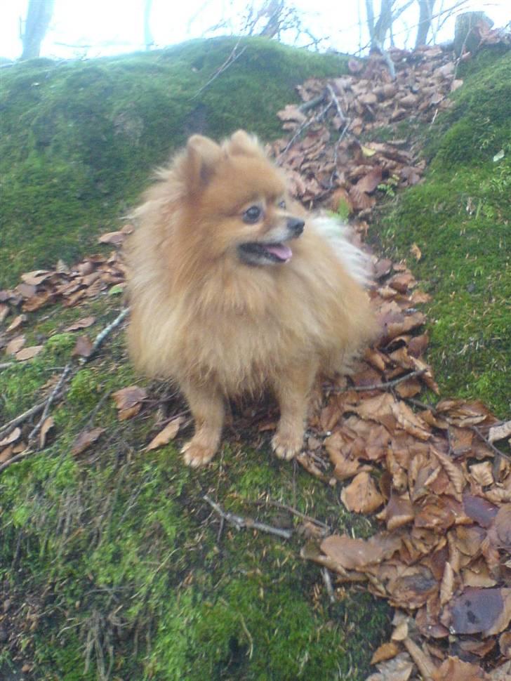 Pomeranian mikkel - på skovtur billede 15