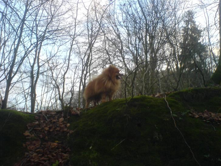 Pomeranian mikkel billede 16
