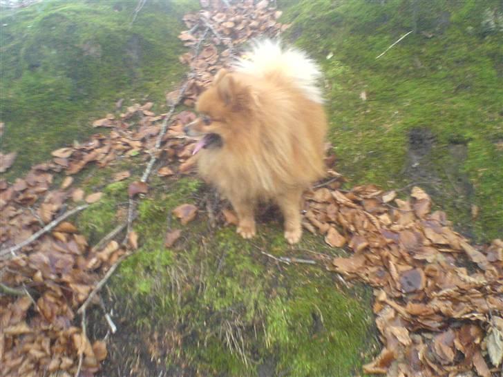Pomeranian mikkel billede 17