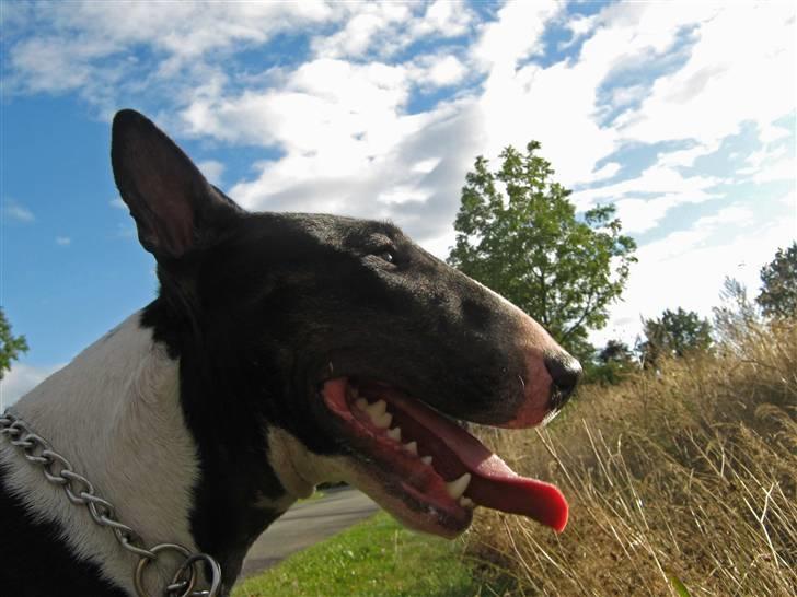 Bullterrier Zita (banditta) billede 7
