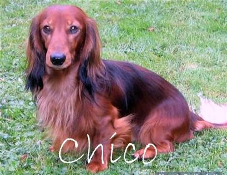 Dværggravhund Chico *3.11.05* billede 19