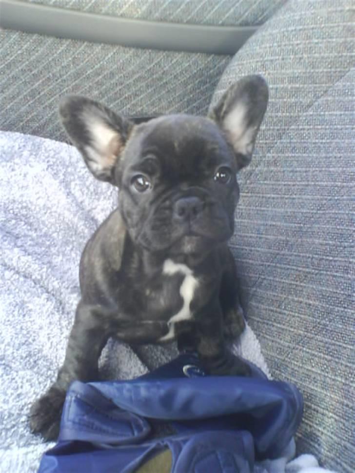 Fransk bulldog Bella billede 5