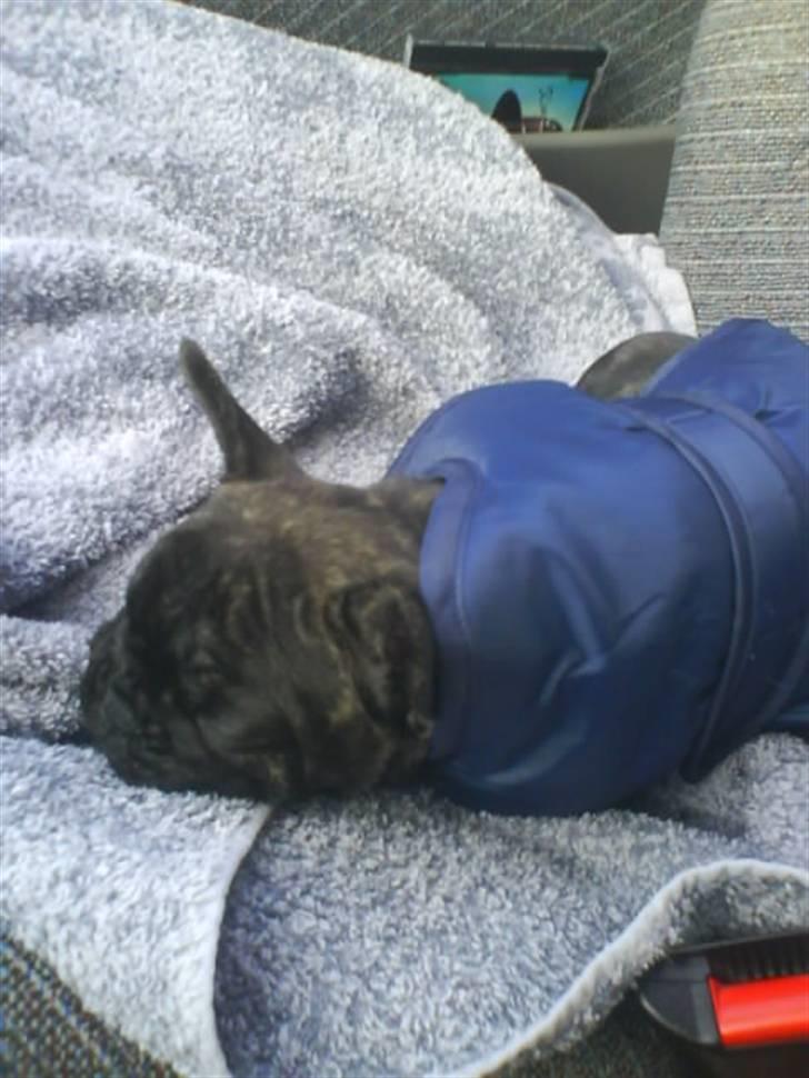 Fransk bulldog Bella billede 6