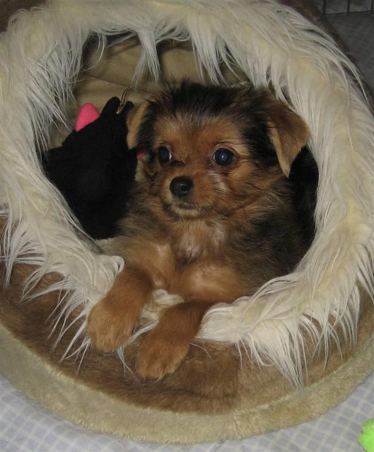 Blanding af racer Nuggie billede 1