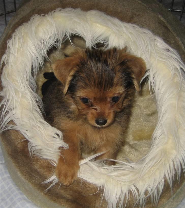 Blanding af racer Nuggie billede 2