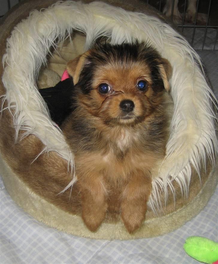 Blanding af racer Nuggie billede 3