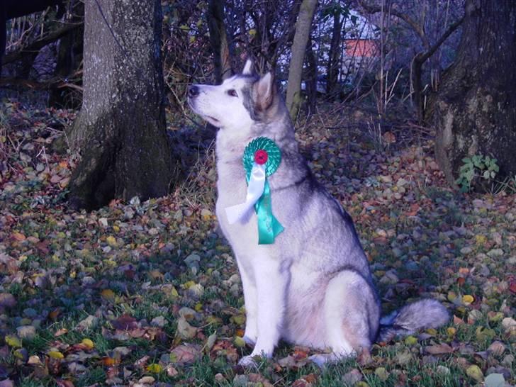 Alaskan malamute Moniqe billede 18