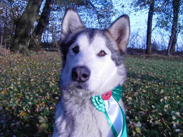 Alaskan malamute Moniqe billede 19