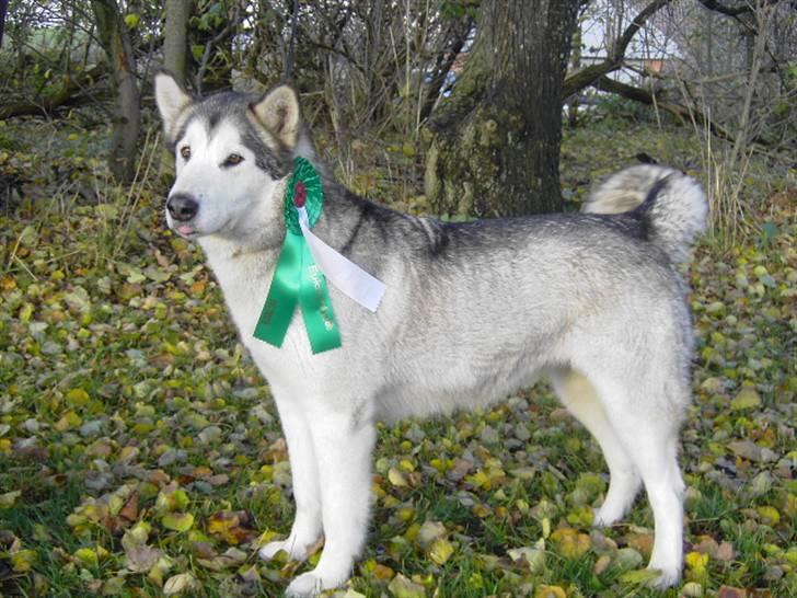 Alaskan malamute Moniqe billede 20