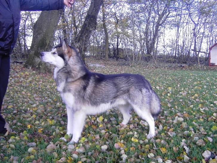 Alaskan malamute Cody billede 17