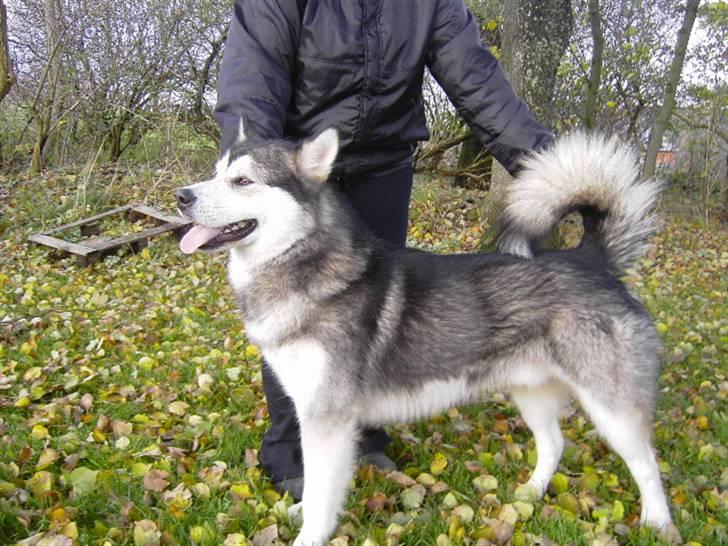 Alaskan malamute Cody billede 18