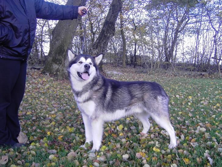 Alaskan malamute Cody billede 20