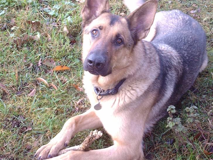 Schæferhund King " har fået fred"  - RIGTIGE HUNDE HAR STRIT ØRE...... ;O) billede 1