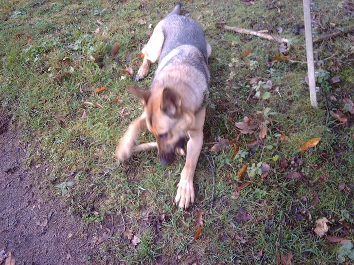 Schæferhund King " har fået fred"  billede 2